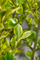 Golden privet leaves