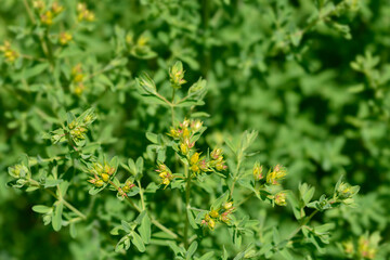 Perforate St Johns-wort flower buds