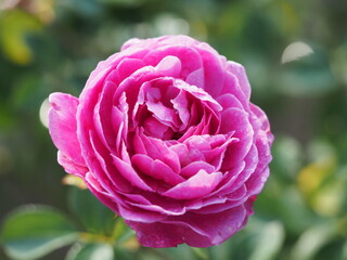 ピンクのバラ　フィネス