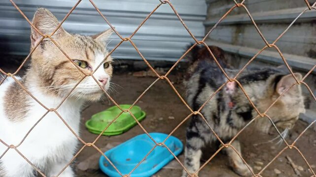 Several cats in a cage
