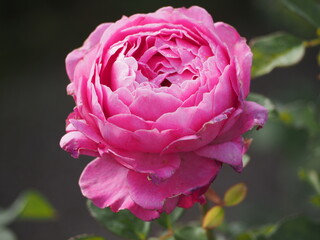 ピンクのバラ　フィネス