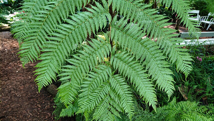 Close-up of lush green fern fronds in a garden