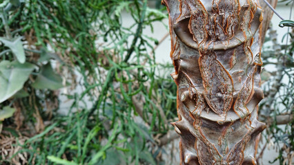 Close-up of textured tree trunk