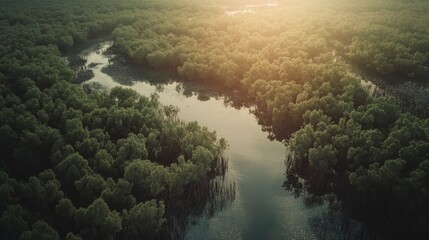 Aerial view of a mangrove forest with a winding river on the island. Top-down view, drone shot, wide-angle lens, sunny day, high-resolution photography, insanely detailed, fine details, professional 