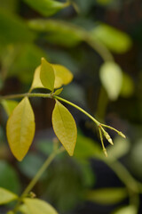 Star jasmine Star of Sicily leaves and flower buds