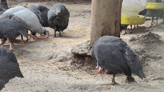 Helmeted Guineafowl (Numida meleagris) in zoo