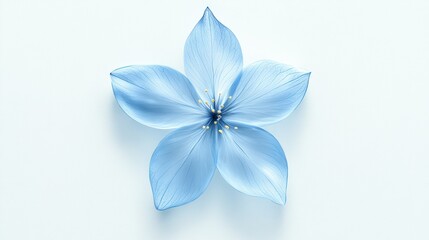 Single light blue flower isolated on white background.