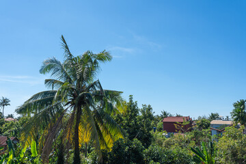 Tropical Palm Tree Lush Greenery Sunny Sky Houses Landscape