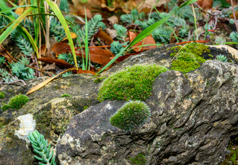 Green moss grows on natural shell stones, Ukraine