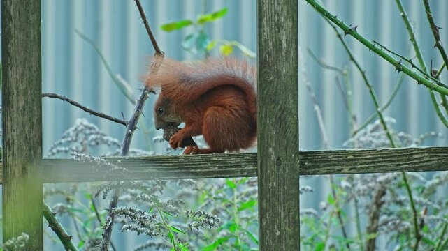 Cute Fluffy Red Squirrel Eating Nut Sitting on Park Fence