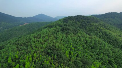 Explore the breathtaking beauty of the bamboo sea forest in a serene aerial journey through lush greenery