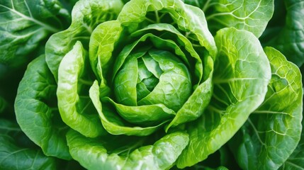 Fresh green lettuce head surrounded by vibrant leaves in a sunny garden setting showcasing healthy growth and natural textures.