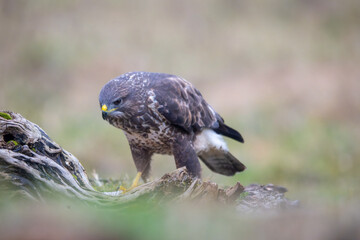 Fauna selvatica Capanno Nisida Poiana