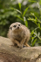 A cute meerkat