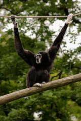 A lar gibbon calling to his friend
