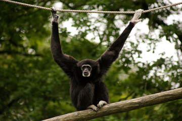 A white-handed gibbon sitting on a branch 