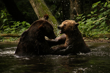 Two grizzly bears fighting in the water