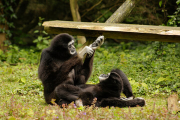 Two lar gibbons sitting together 