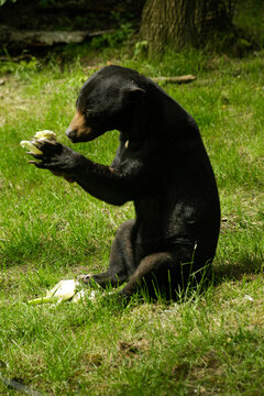 A sun bear eating a cabbige