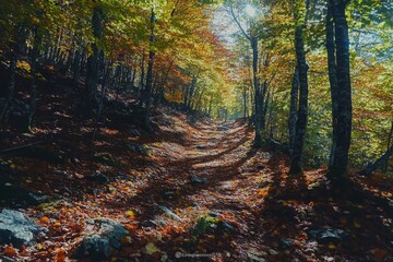 Obraz premium Beautiful forest landscape with sunlight filtering through the trees in autumn. A peaceful natural scene of green pine and oak woods in fall colors. High-resolution photography. 
