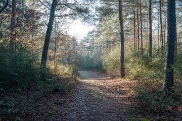 Obraz premium Beautiful forest landscape with sunlight filtering through the trees in autumn. A peaceful natural scene of green pine and oak woods in fall colors. High-resolution photography.