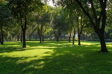 Fototapeta premium Beautiful green grass in the park with trees and a sunlit background. A healthy environment for fitness or outdoor activity. featuring high resolution, high quality, professional color grading, and sh