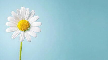 close up of single daisy with pristine white petals and vibrant yellow center, set against soft blue background