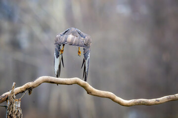 Fauna selvatica Capanno Nisida Poiana