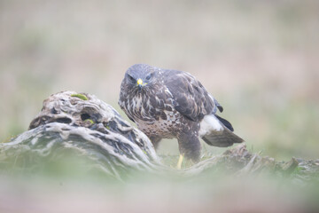 Fauna selvatica Capanno Nisida Poiana