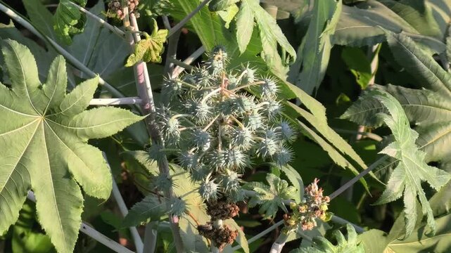castor bean or castor oil plant	