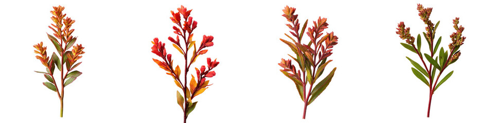 Closeup of Vibrant Autumn Foliage Branches with Red Orange and Brown Leaves Displayed in an Arrangement  Natural Seasonal Botanical Elements with Colorful Floral Patterns and Textures