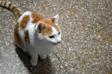 Ginger and white cat sitting on the floor. Happy tabby cat relaxing at home. Cute pet looking at something in front of it. Copy space. 