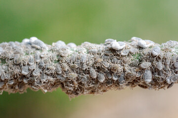 the challenges farmers face with pests like mealybugs, the damage caused to crops, and sustainable approaches to pest control focusing on non-chemical, eco-friendly farming practices
