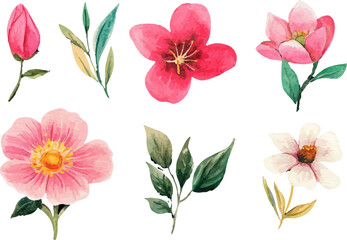 collection of flowers