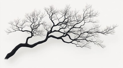Fototapeta premium Silhouette of a bare, gnarled tree branch isolated on white.