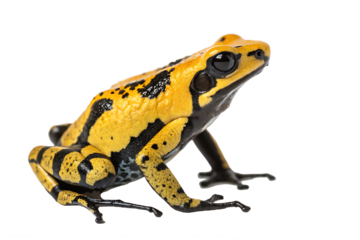 a yellow and black frog isolated on white background PNG.AI GENERATED