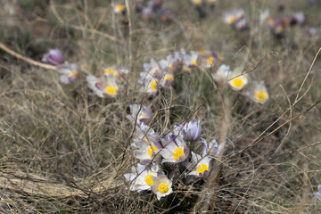 The first flowers (pasqueflower). Orenburg region, Southern Urals, Russia