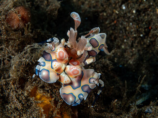 Garnelen aus Südostasien