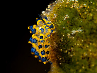 Bali Unterwasserwelt