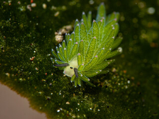 Bali Unterwasserwelt