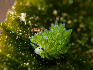 Bali Unterwasserwelt