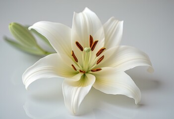 Fototapeta premium White lily with orange stamens on soft gray background.