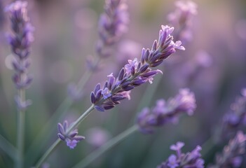 Naklejka premium Lavender flowers in soft focus with green stems.