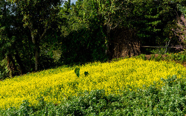 Landscape view of Mustard farmland in lalitpur, Nepal.