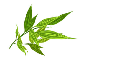 bamboo leaves isolated on white background