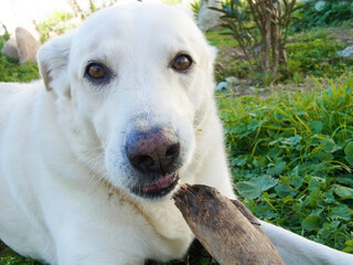 Cane