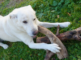 Cane