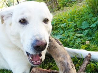 Cane