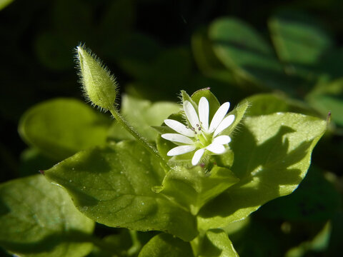 Fiore