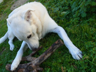 Cane